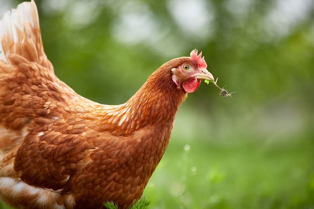 VISION OCH MÅLSÄTTNING